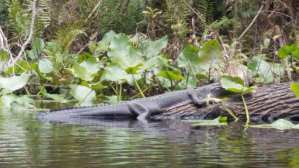 Kayaking at King's Landing, Apopka, Florida Florida Travel Guide