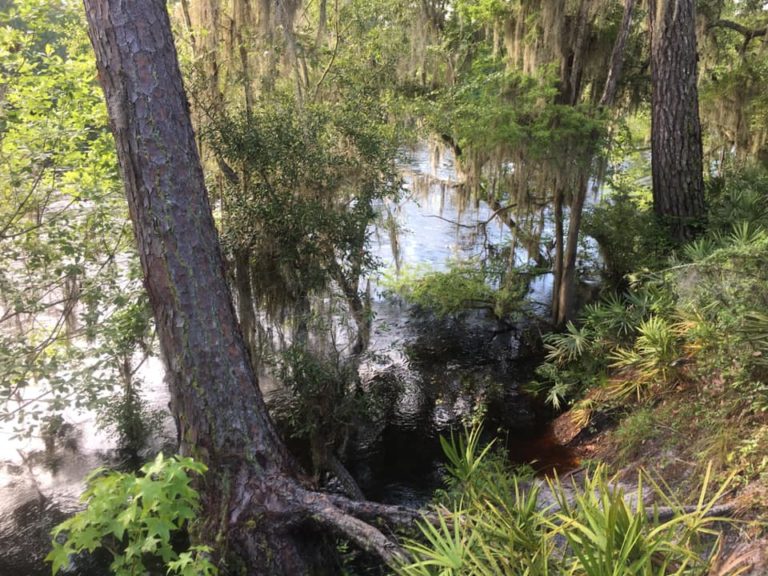 Hiking Florida Forests Trails Big Shoals State Forest