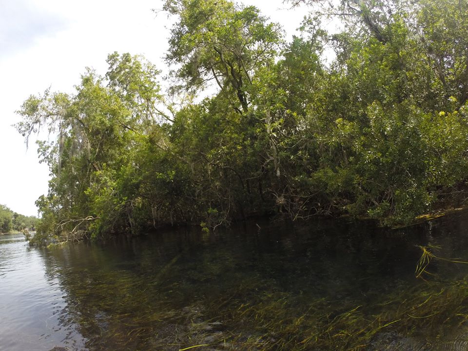 Natural side of the Rainbow River