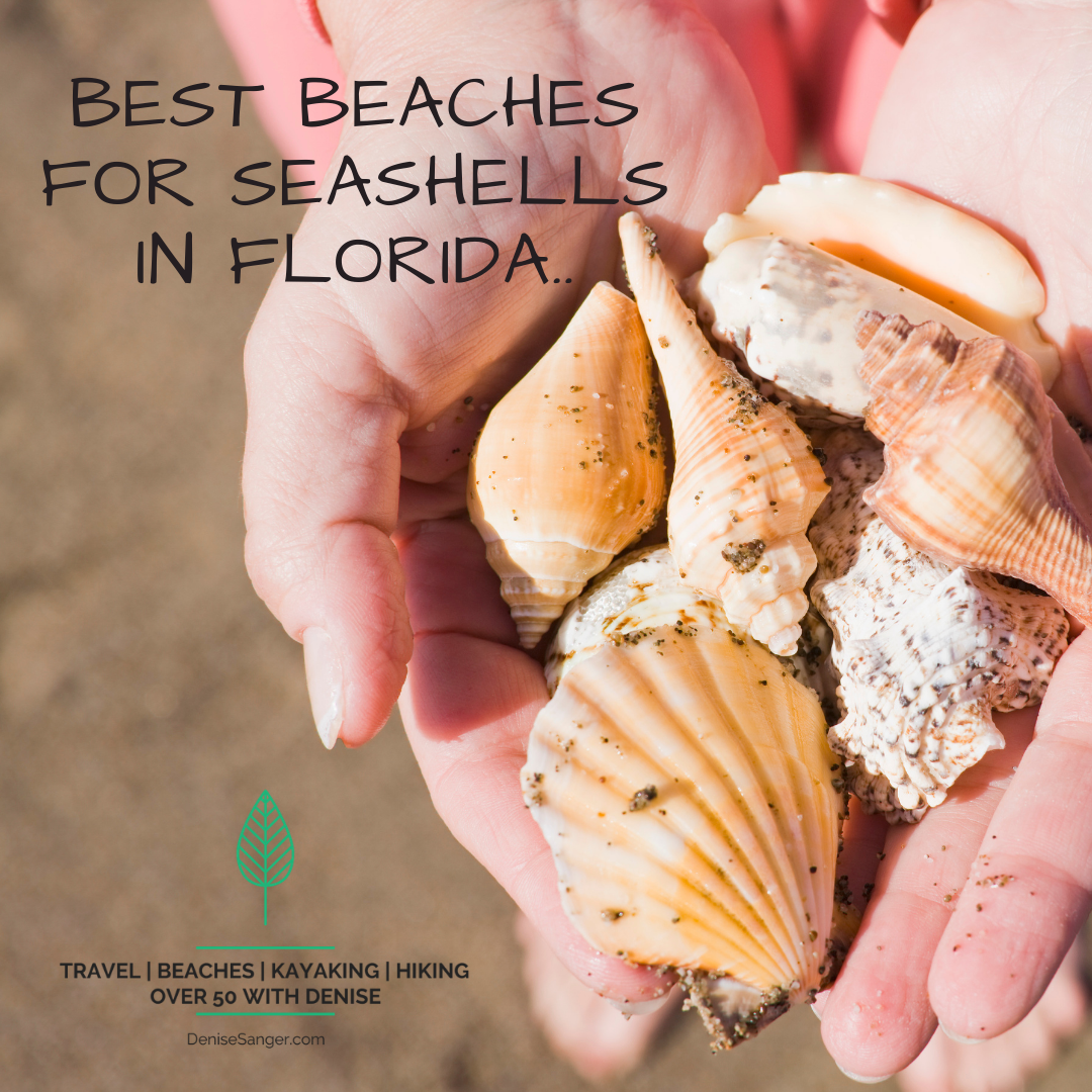 Best beaches for seashells in Florida. Travel for Women 50