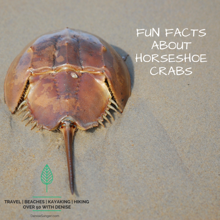 Fun Facts About Horseshoe Crabs