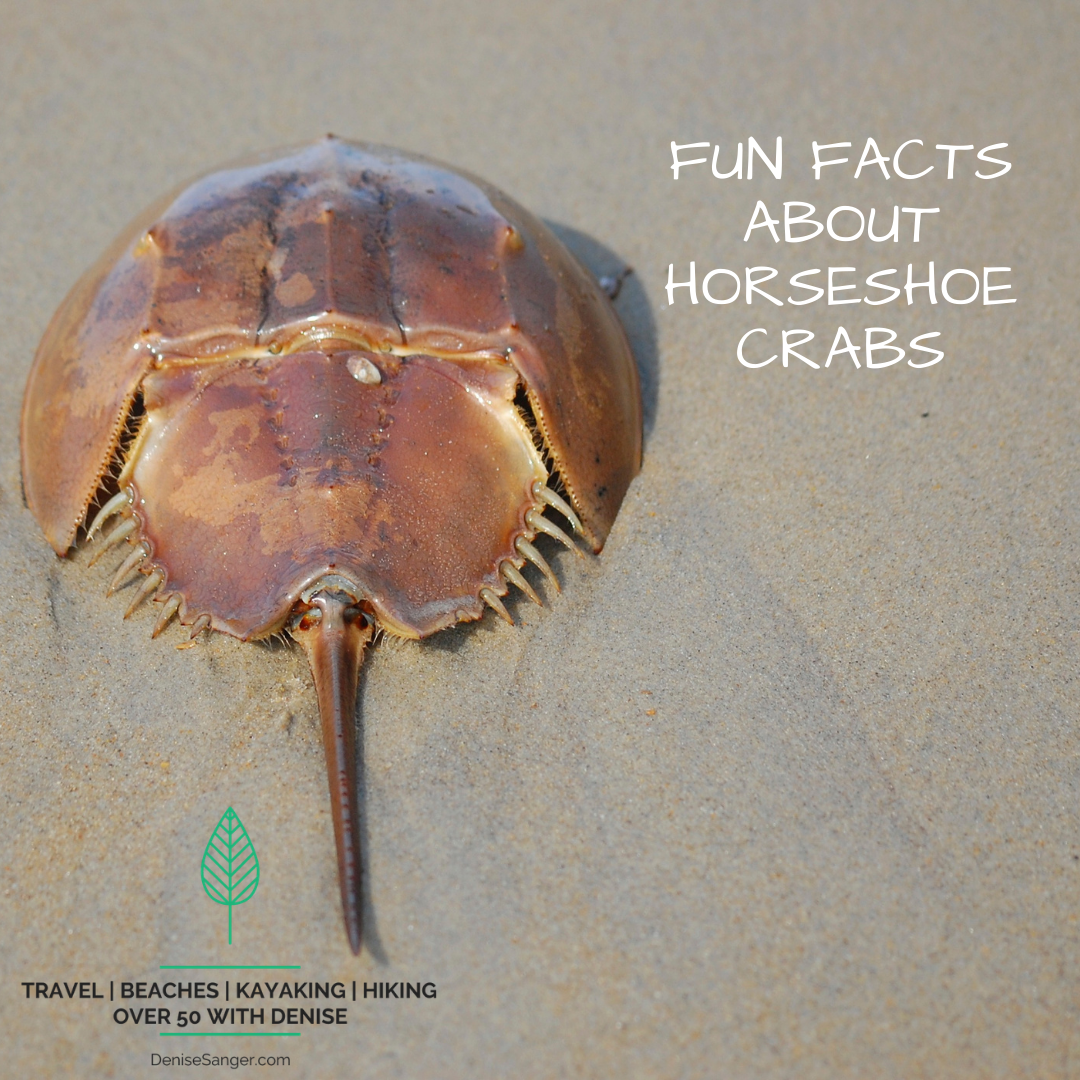 Fun Facts About Horseshoe Crabs Best Florida Vacations From A Resident