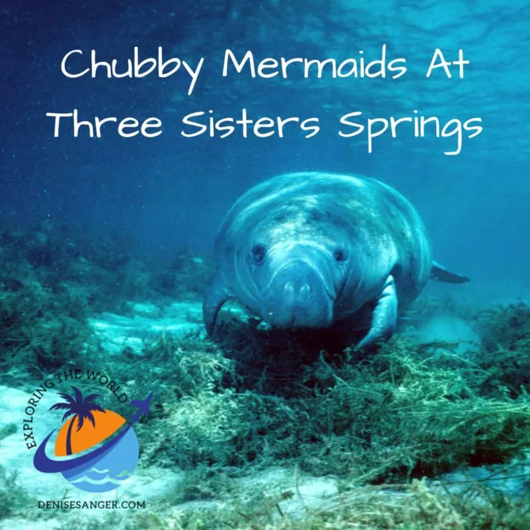 Three Sisters Springs Manatees What You Need To Know Before Visiting