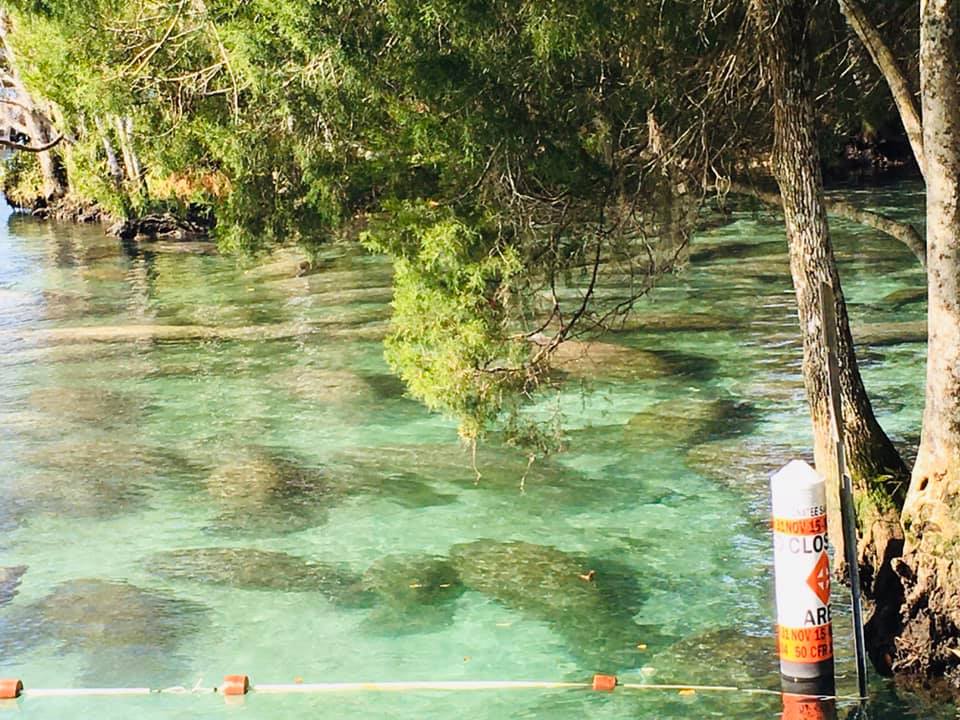 Manatees in the spring.