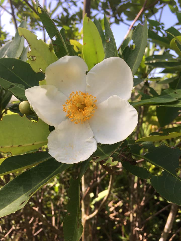 Natural Florida