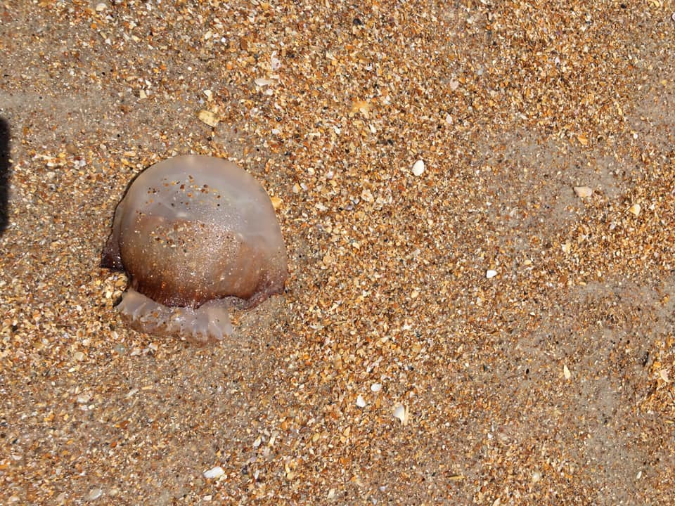 Ponte Vedra Beach Jellyfish