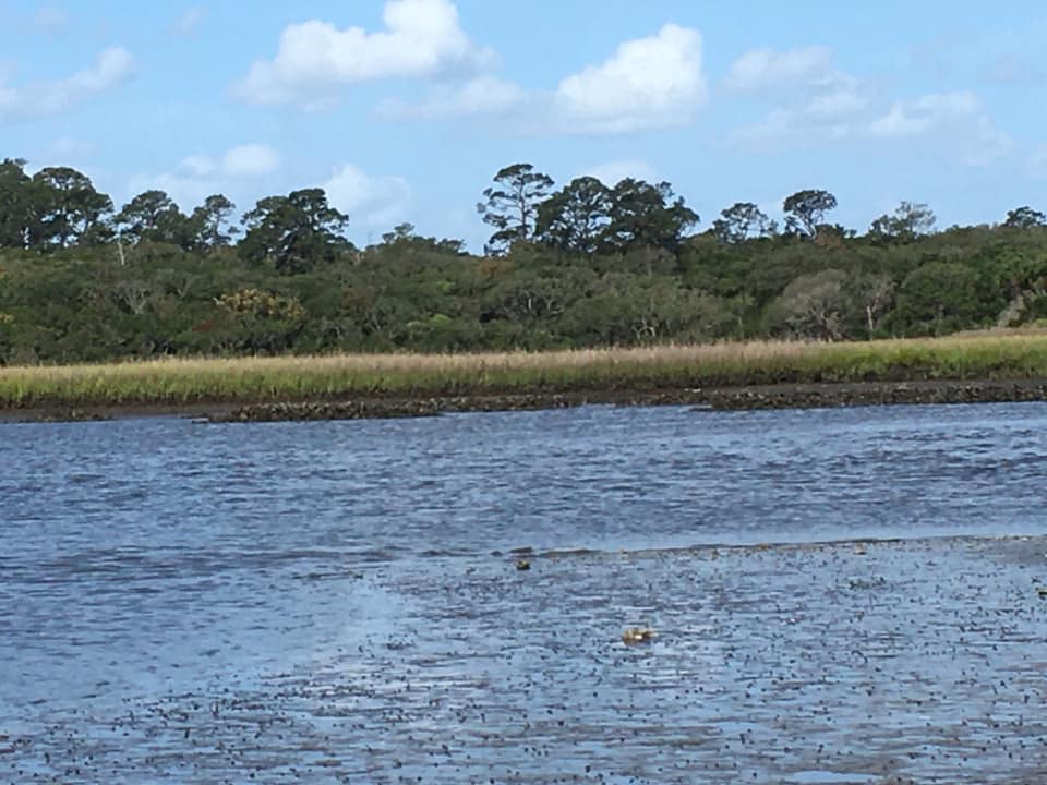 Guana River Wildlife Management Area Oyster Beds