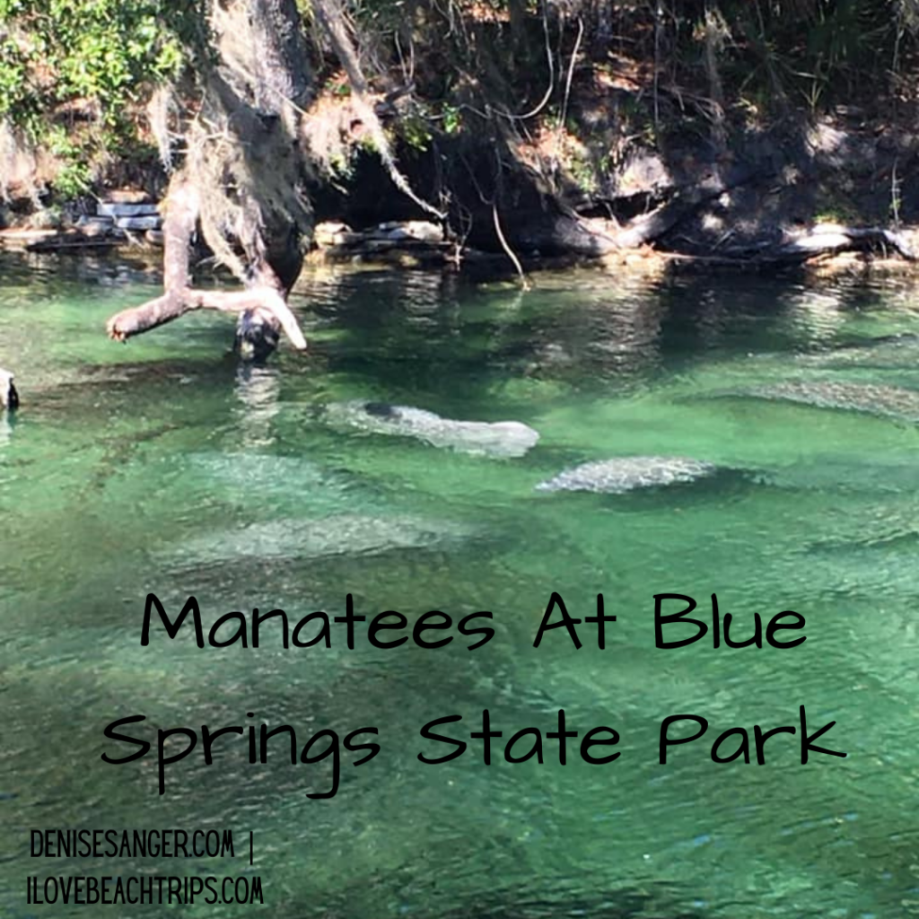 manatees at blue springs state park