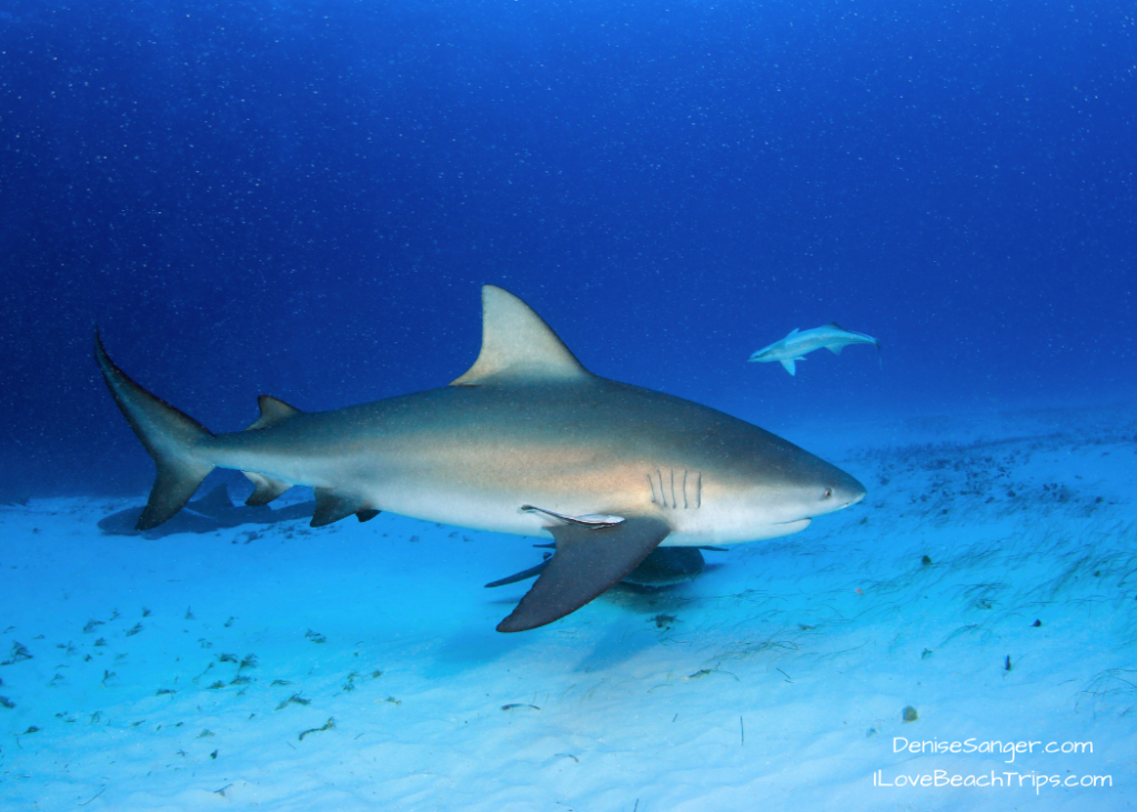 sharks in florida bull shark