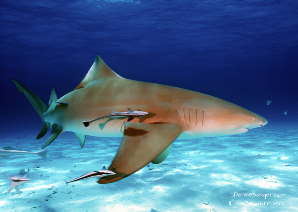 sharks in florida lemon shark
