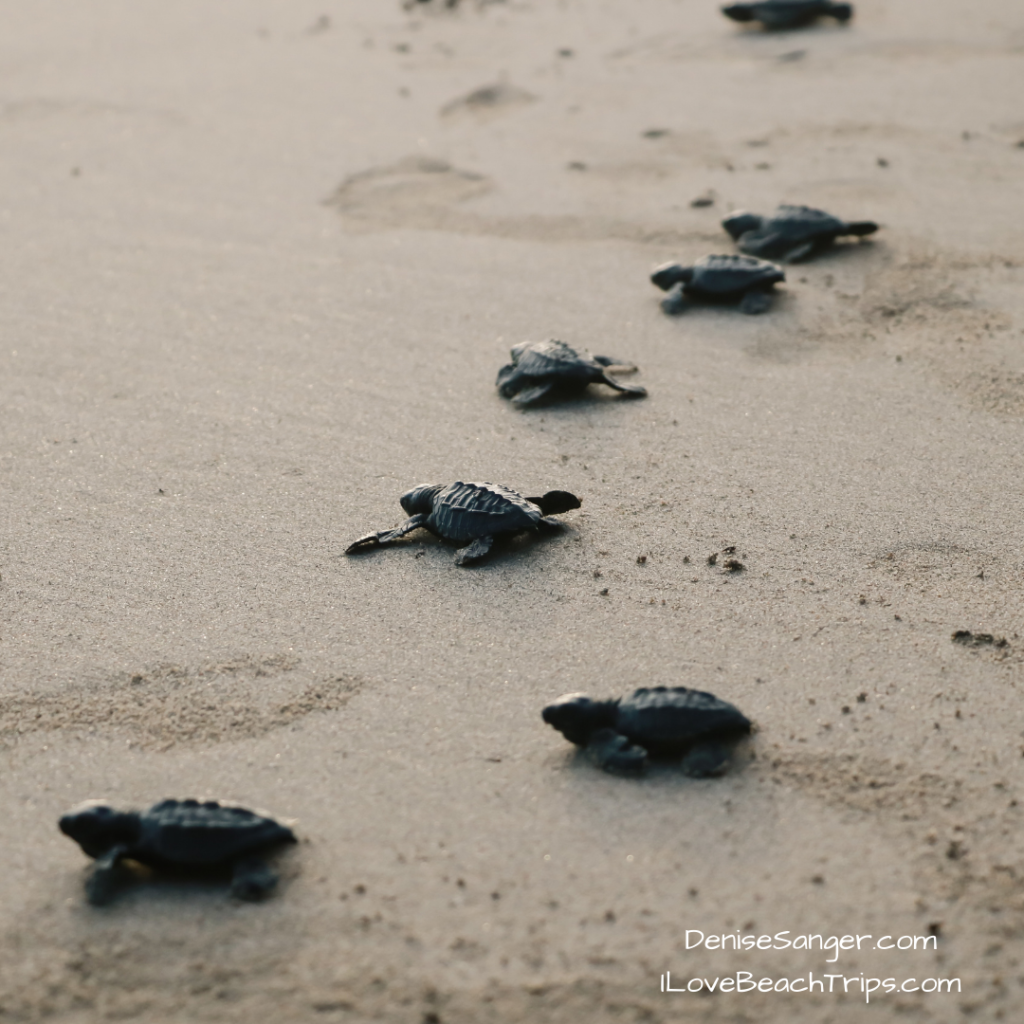 sea turtles amelia island beaches