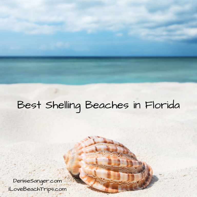 Best Shelling Beaches in Florida