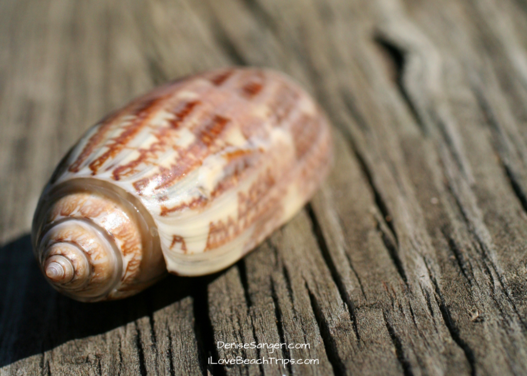 Best Shelling Beaches in Florida Olive Shell