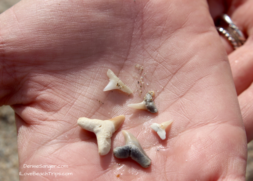 Best Shelling Beaches in Florida