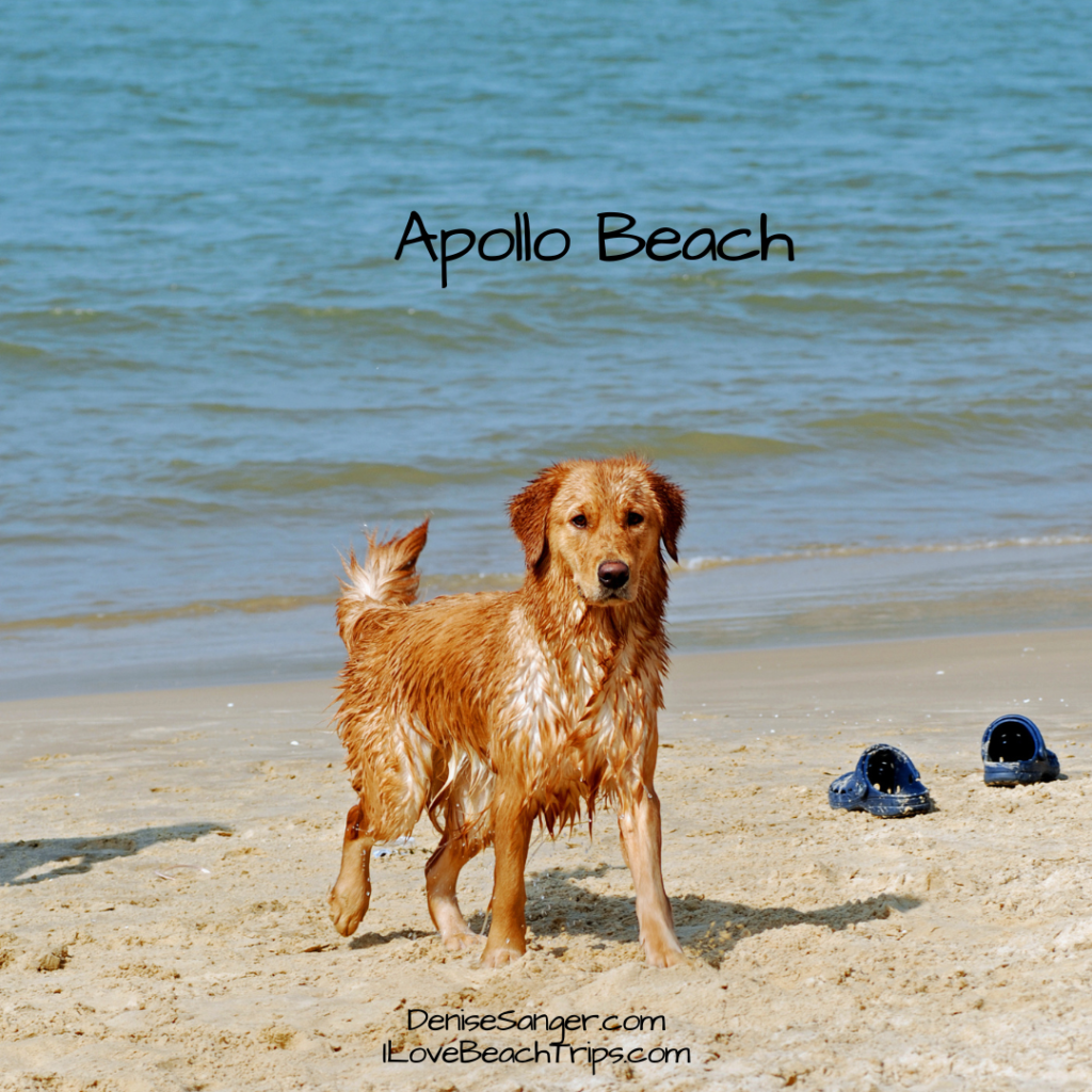 Apollo Beach Dog Beach 