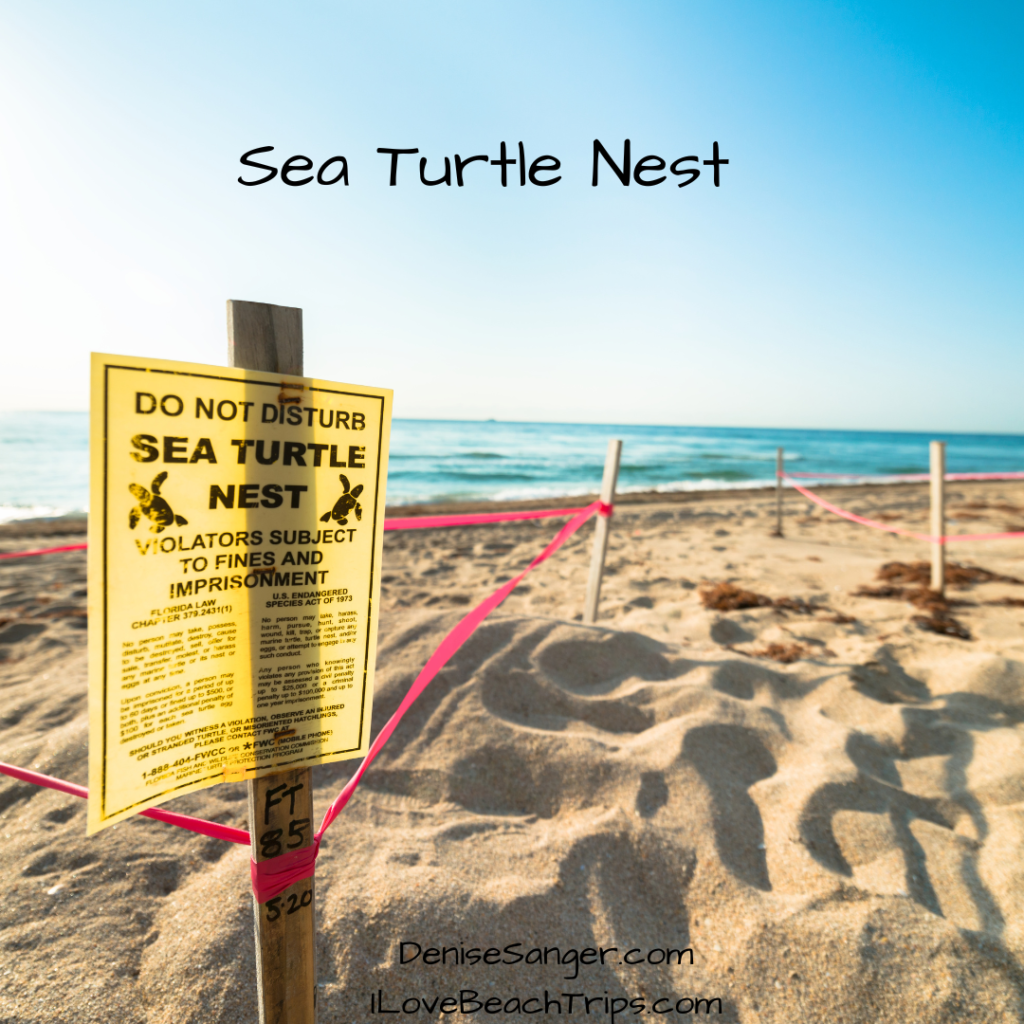 Cape San Blas Florida sea turtle nest

