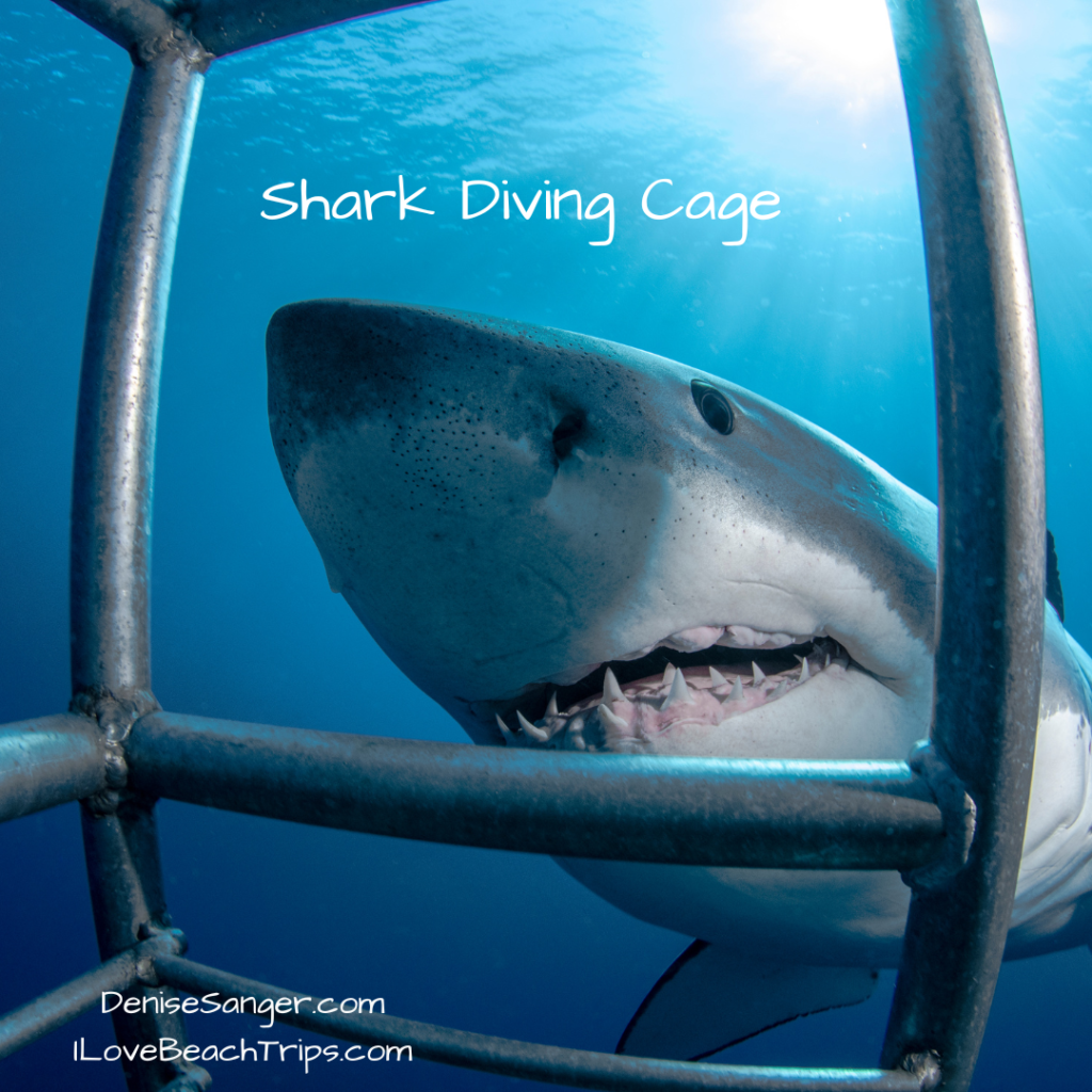 shark diving cage diving tour

