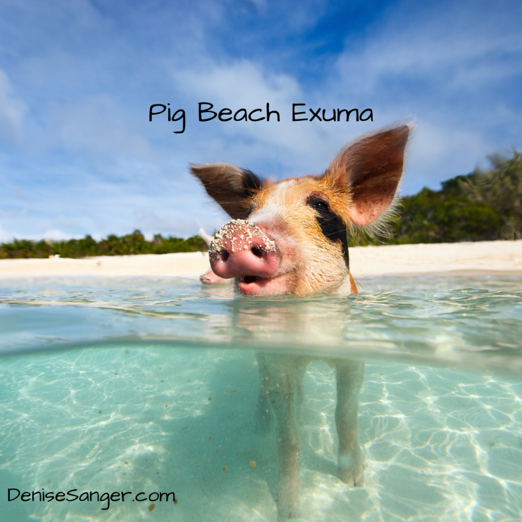 Pig Beach Exuma Bahamas