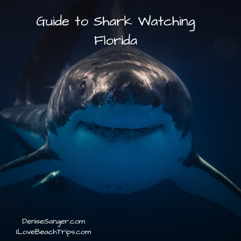 Guide to Shark Watching Florida