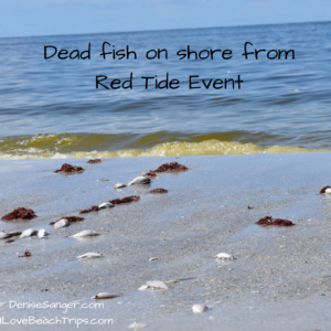 red tide event dead fish