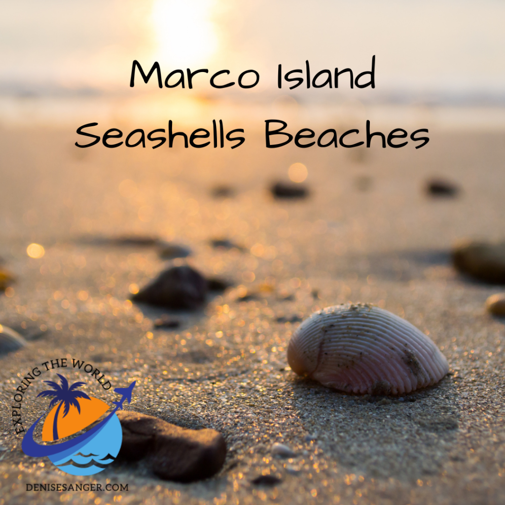 Marco Island Seashells
