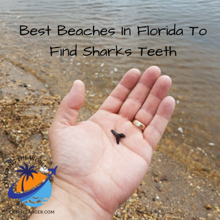 Best Beaches In Florida To Find Sharks Teeth