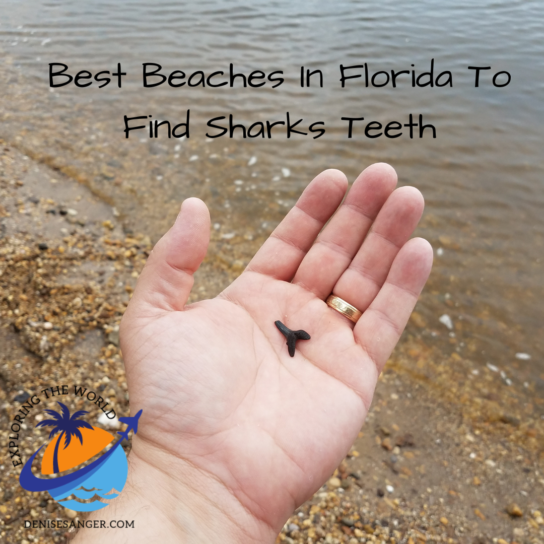 Best Beaches In Florida To Find Sharks Teeth. Travel Florida Advice