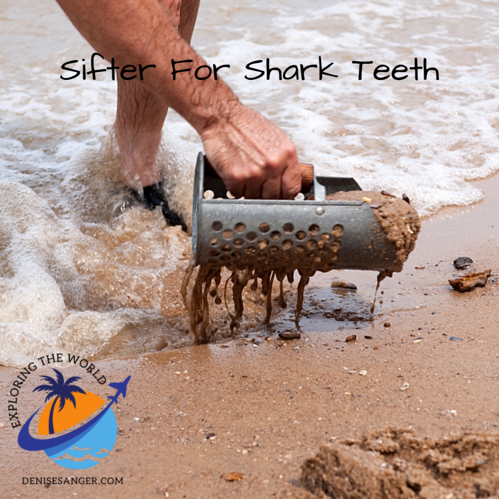 sharks teeth in Florida
