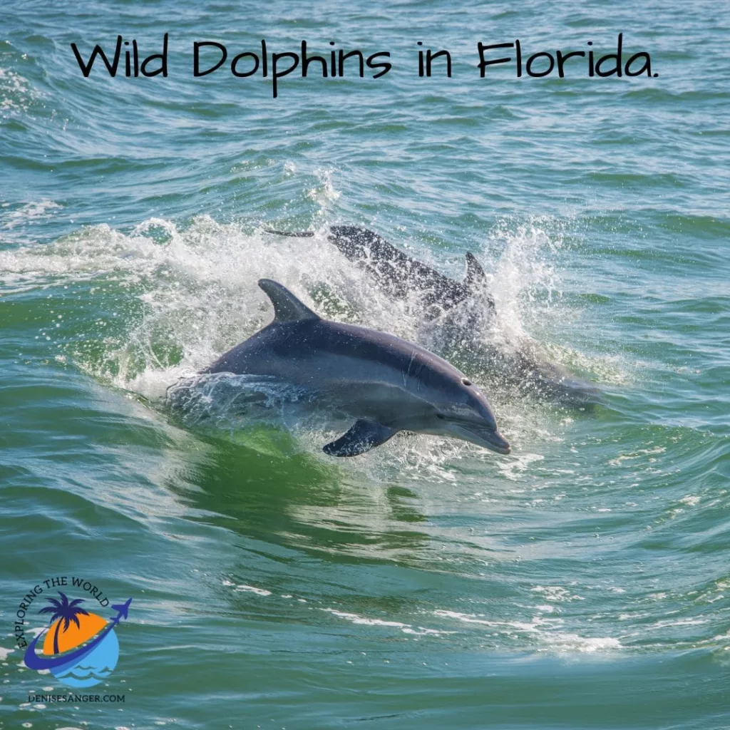 wild dolphins swim with dolphins florida