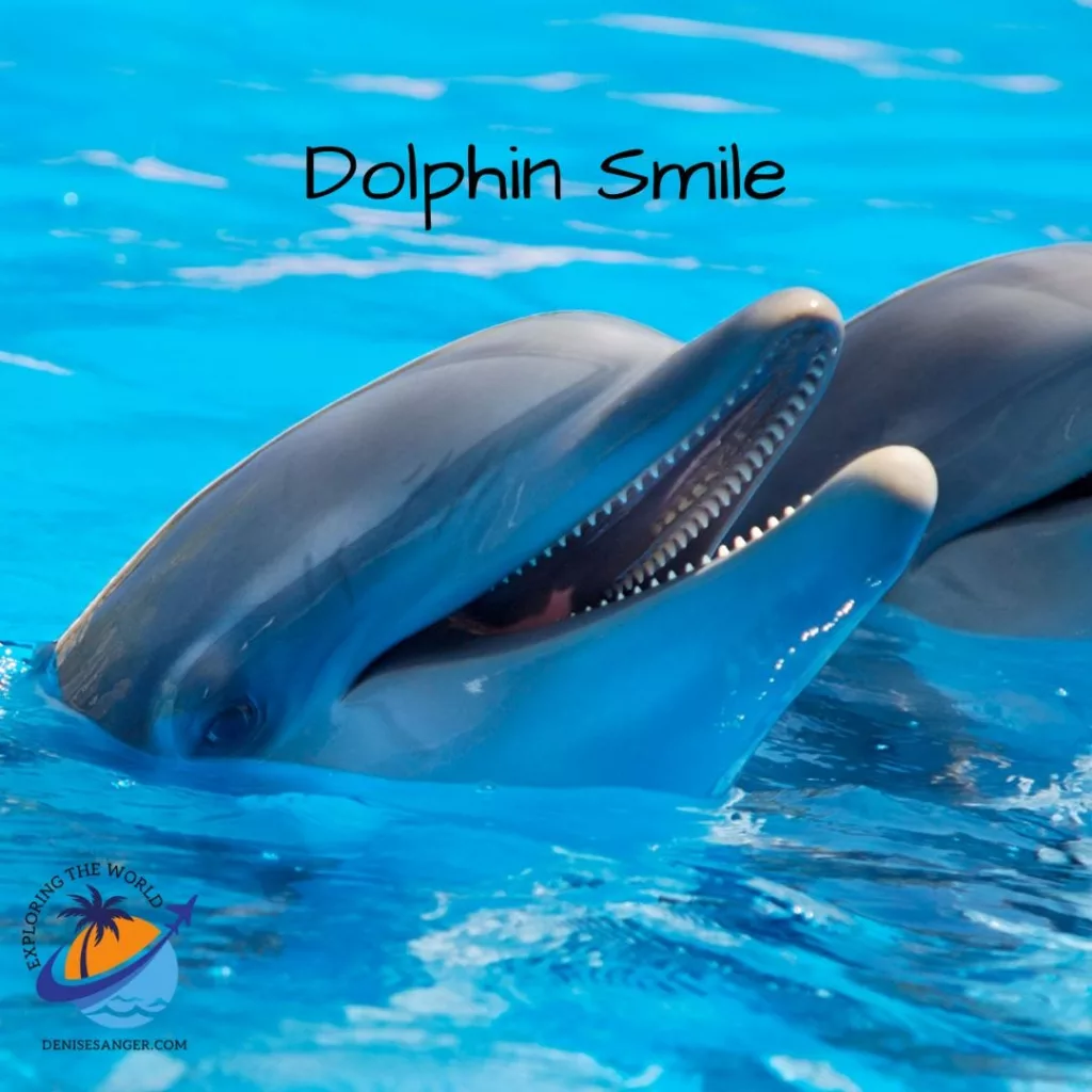 swim with dolphins florida dolphin smile