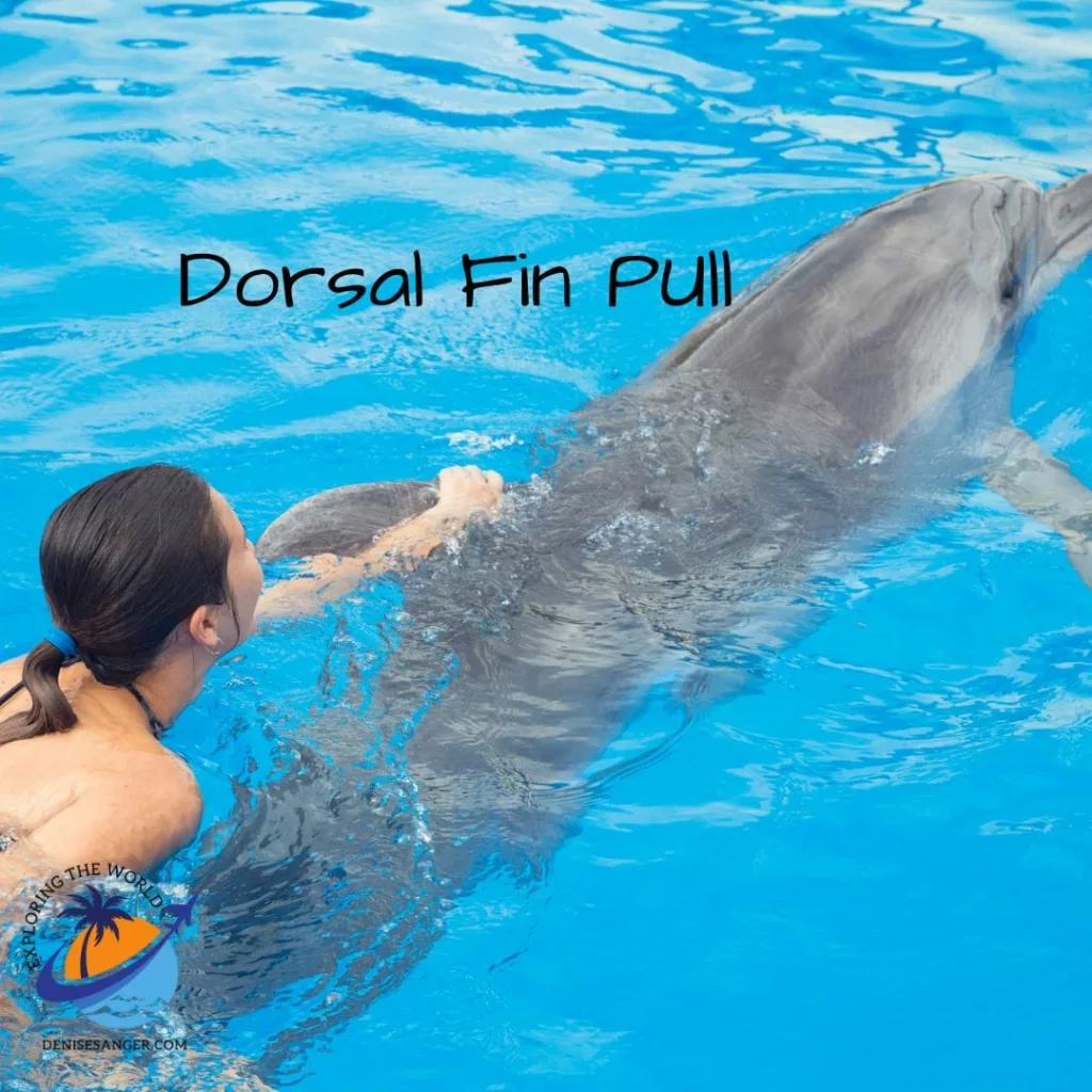 swim with dolphins dorsal fin pull
