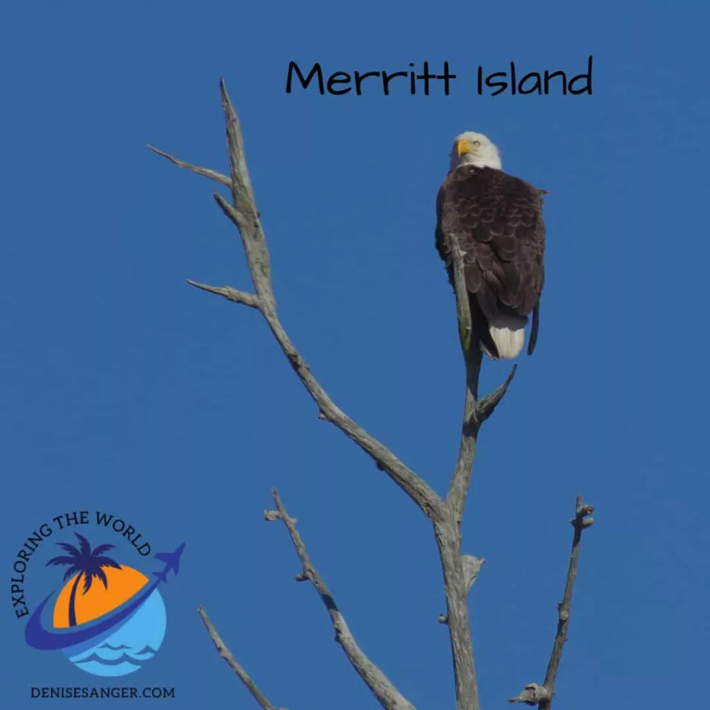 Merritt Island Eagle