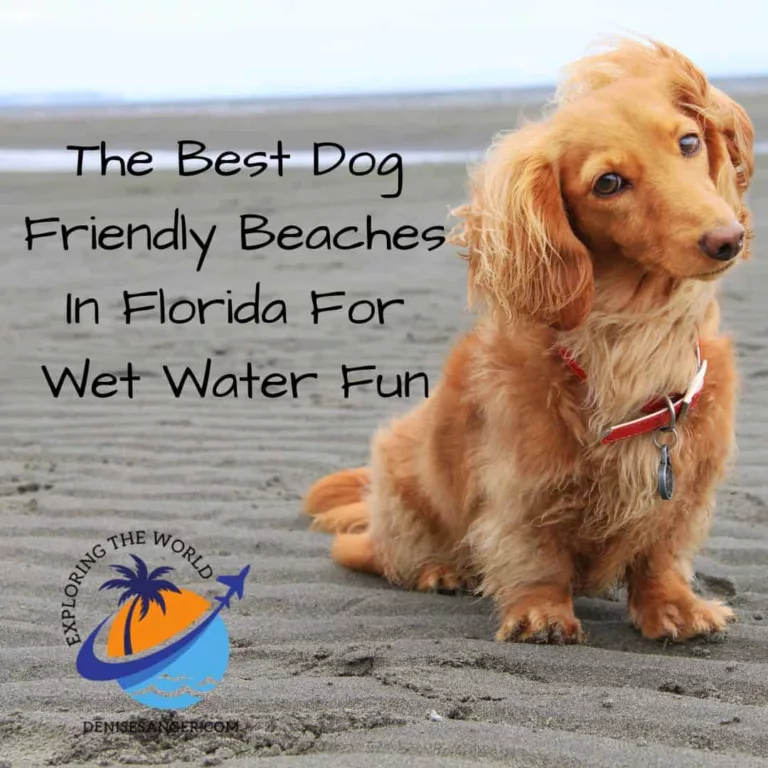 The Best Dog Friendly Beaches In Florida For Fun