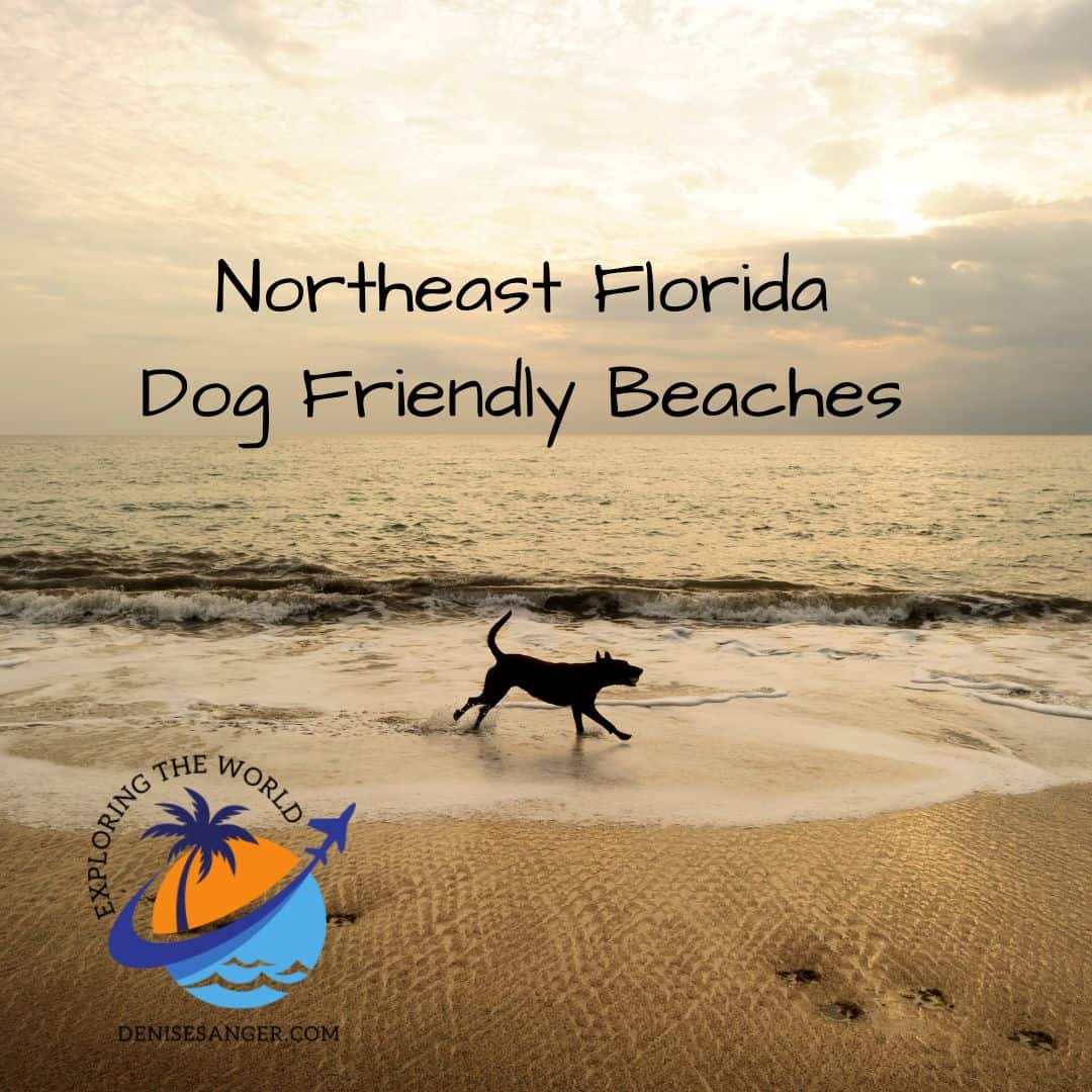 The Best Dog Friendly Beaches In Florida For Fun Florida Travel Guide For Women