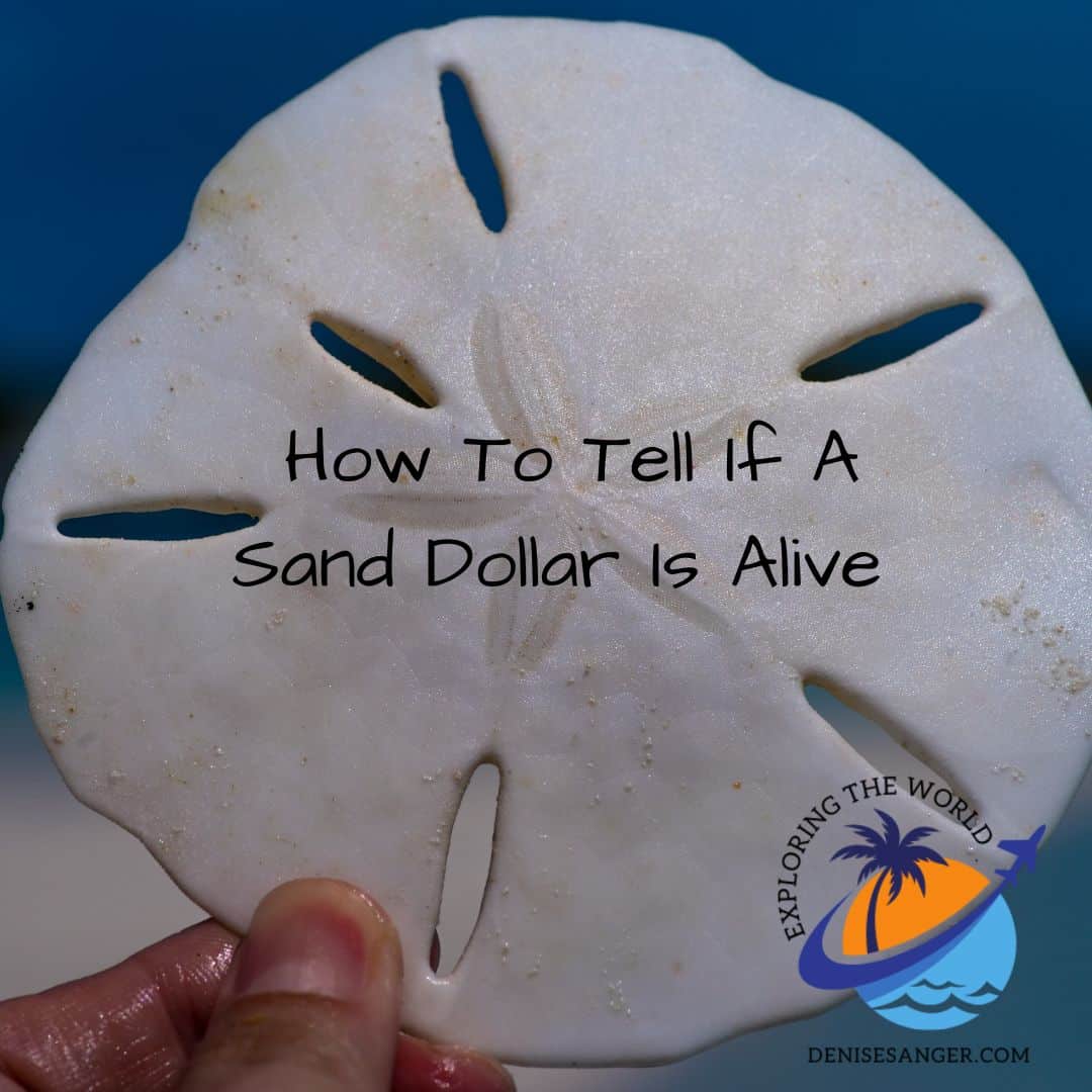 How To Tell If A Sand Dollar Is Alive - Travel Florida Advice Blog Tips ...