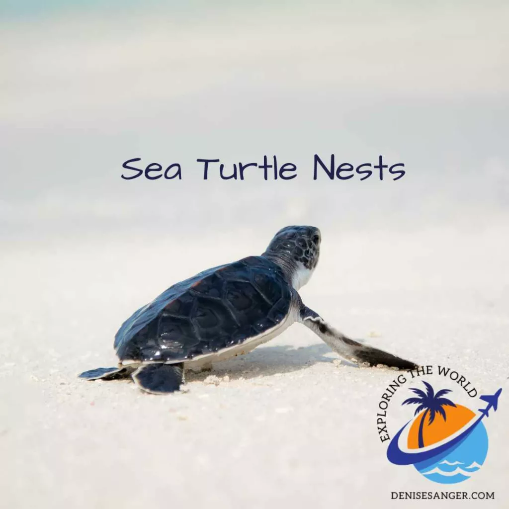 Sea Turtle nests