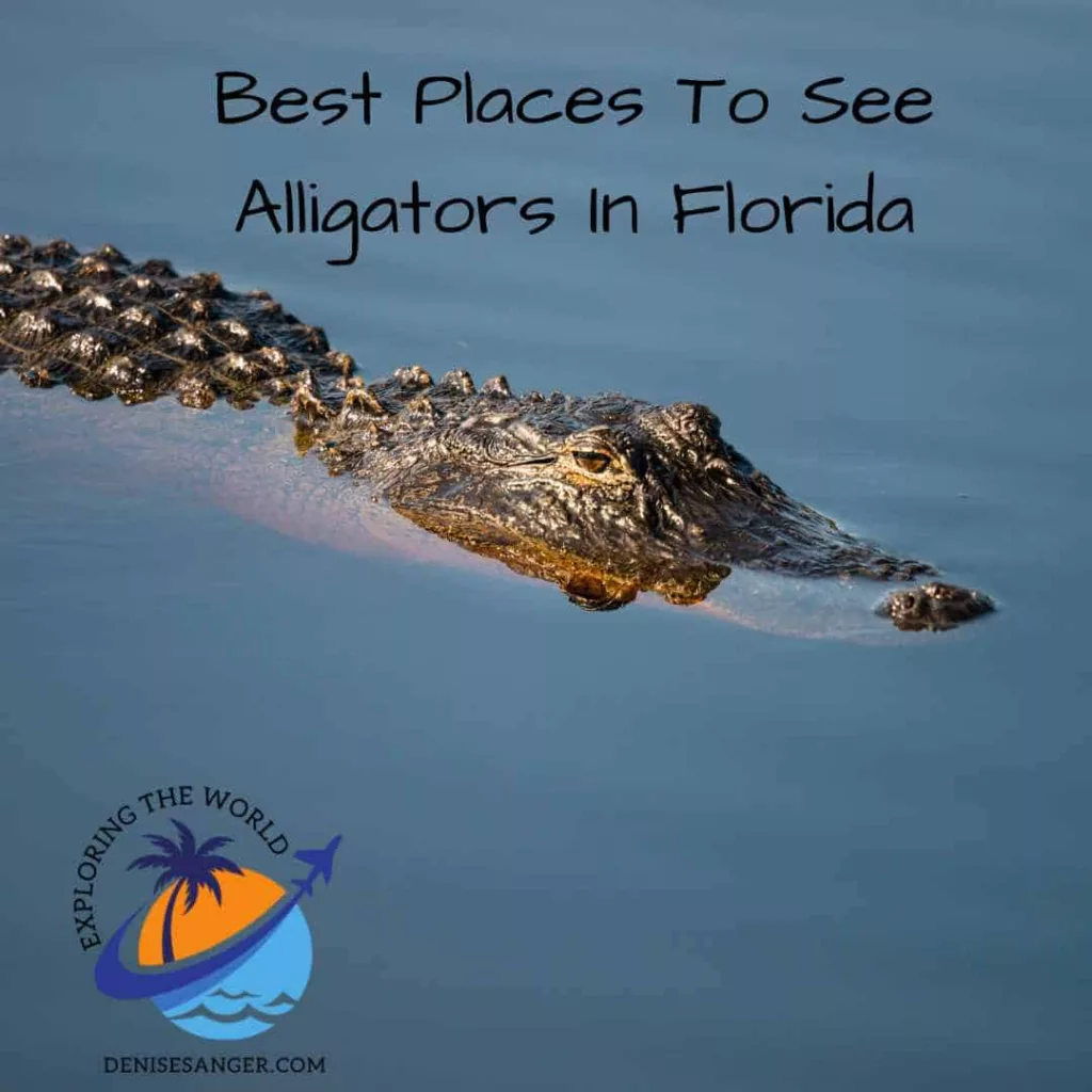 Best Places To See Alligators In Florida