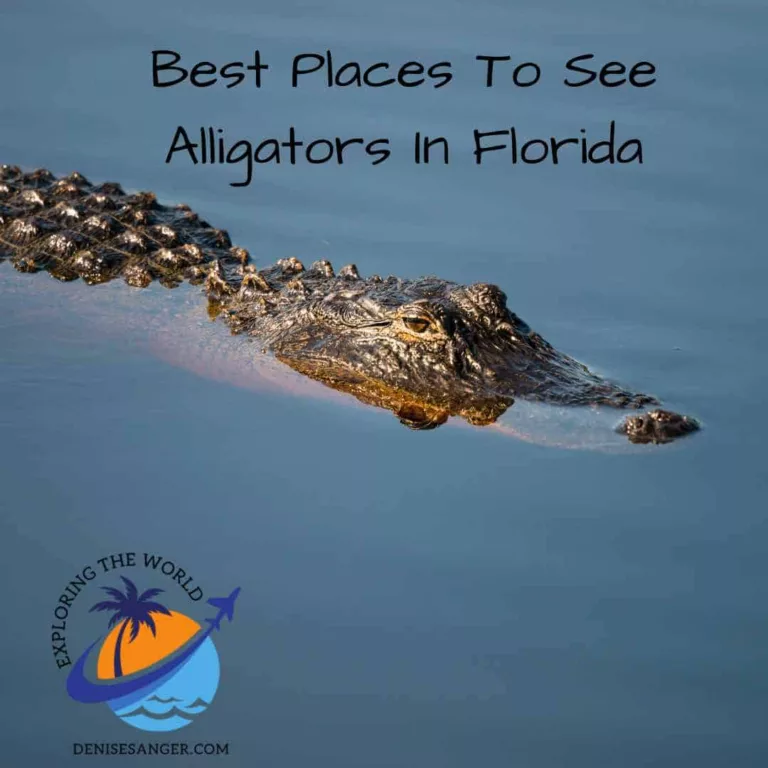 Best Places To See Alligators In Florida