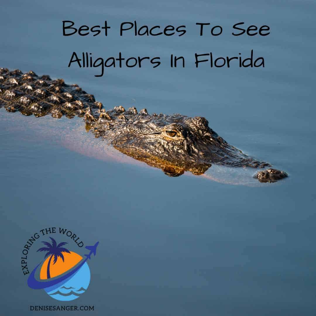 Best Places To See Alligators In Florida - Travel Florida Advice Blog ...