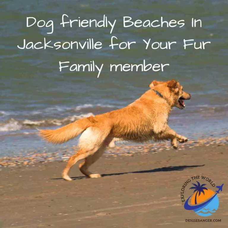 Dog friendly Beaches In Jacksonville for Your Fur Family member