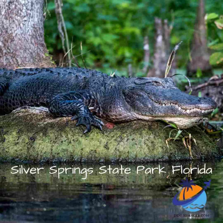 Silver Springs State Park Florida: A Hidden Gem To Explore