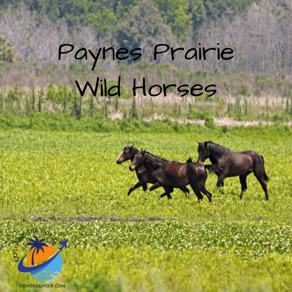 paynes prairie wild horses