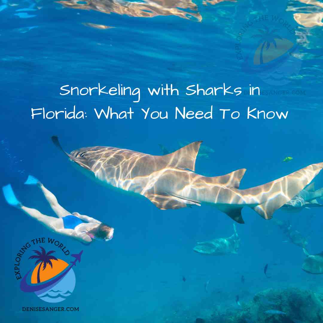Snorkeling with Sharks in Florida What You Need To Know Travel